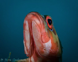 What are you doing down there?  Red-barred Rockcod.  Ning... by Ross Gudgeon 